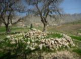 مقبره بابا حیدر باباگیر زرنه در استان ایلام
